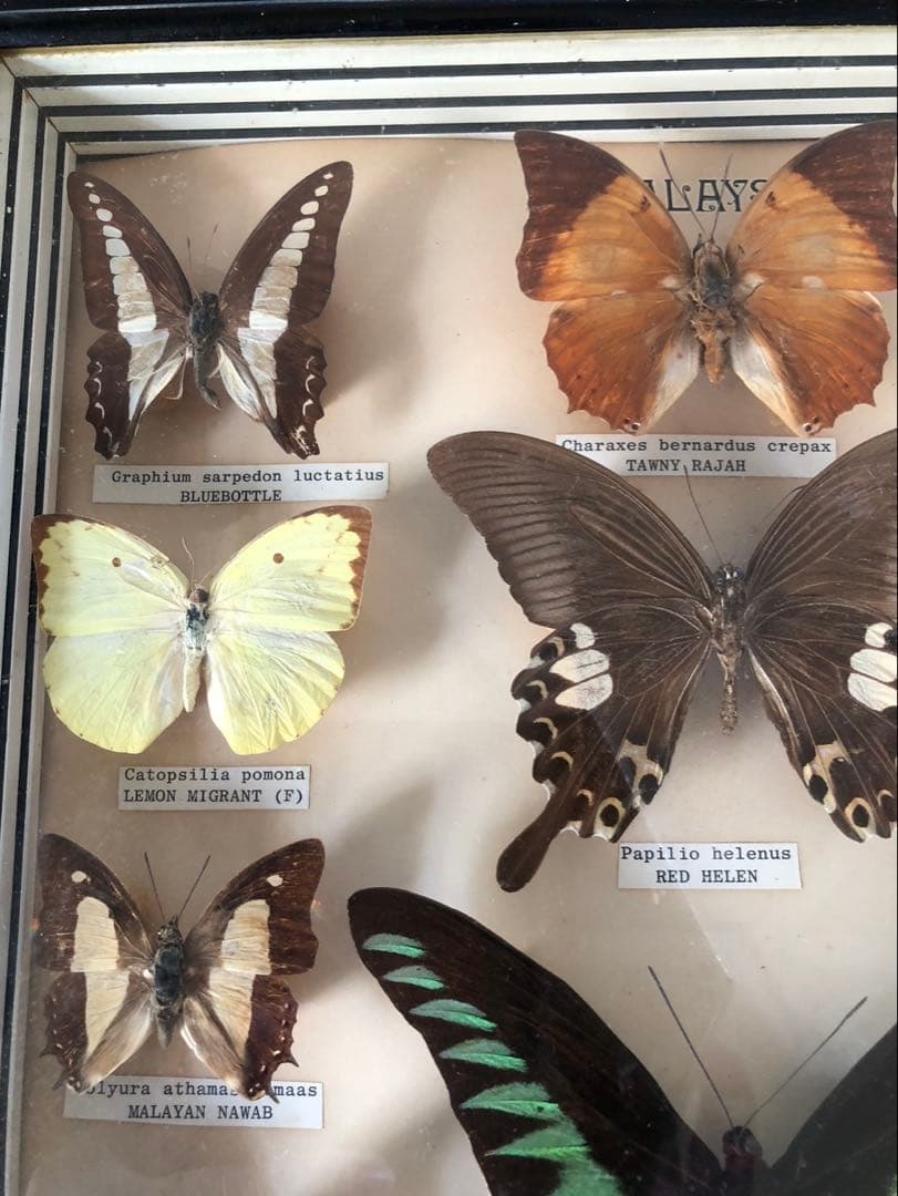 値下げ‼️蝶の標本 15種 Papillon製