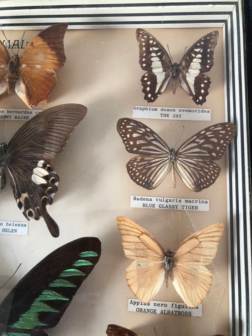 値下げ‼️蝶の標本 15種 Papillon製