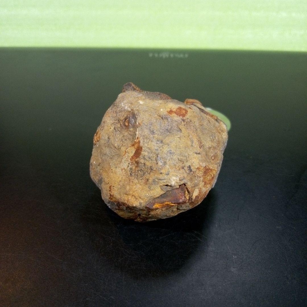 三葉虫　化石　fossil　ボリビア　trilobite　海生動物　三葉虫識別⑧