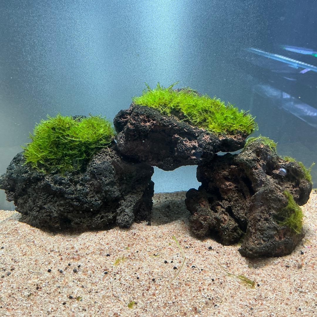 くうちゃん様 リクエスト 3点 まとめ商品　水草