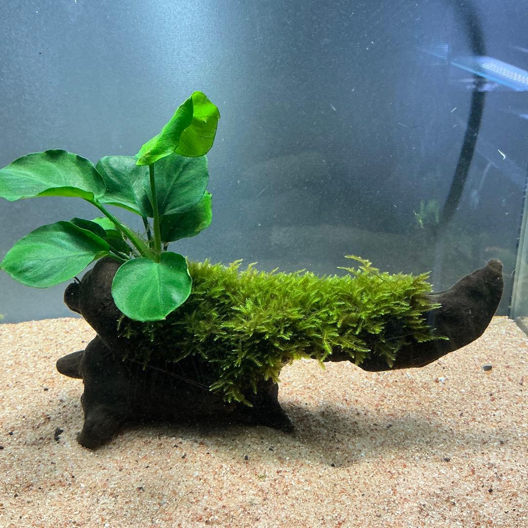 くうちゃん様 リクエスト 3点 まとめ商品　水草