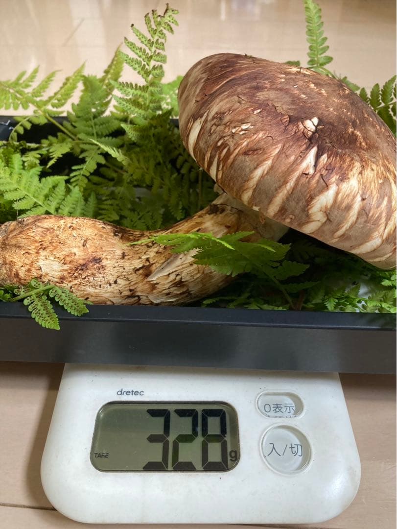 岩手県産松茸　国産松茸