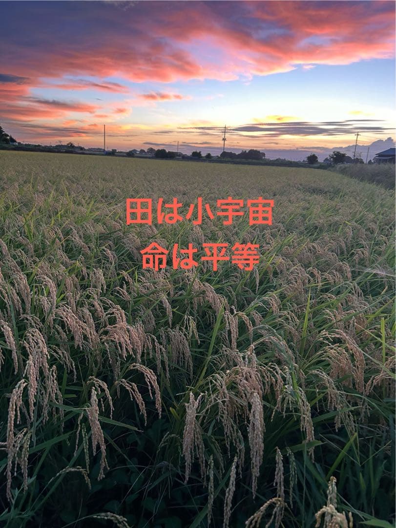 完全無農薬　令和7年産コシヒカリ 天日干し　土蔵保管　もみすり立て　玄米10キロ