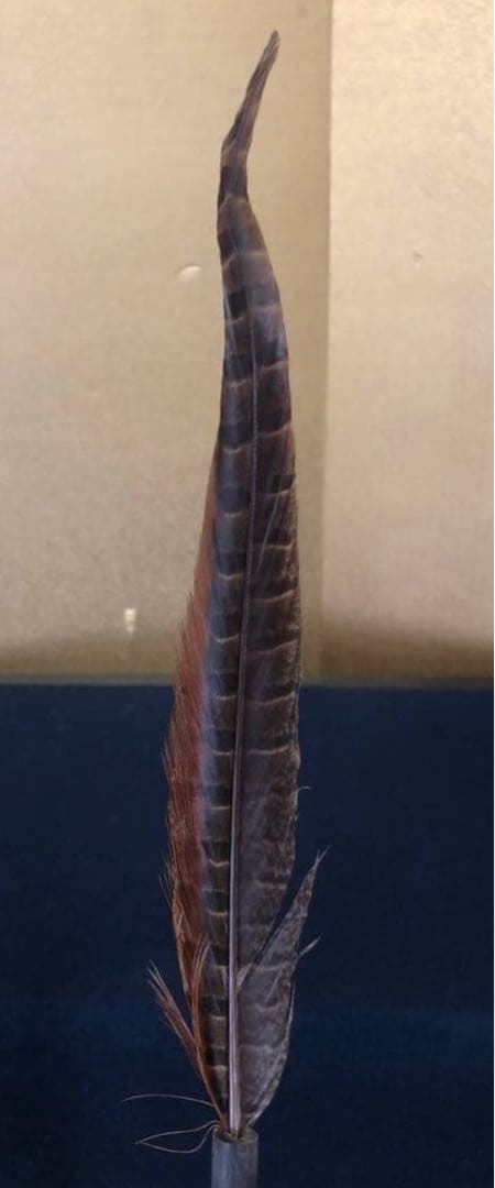 ️《R》掛け軸用 羽箒 雉 木箱 元箱　260107か5