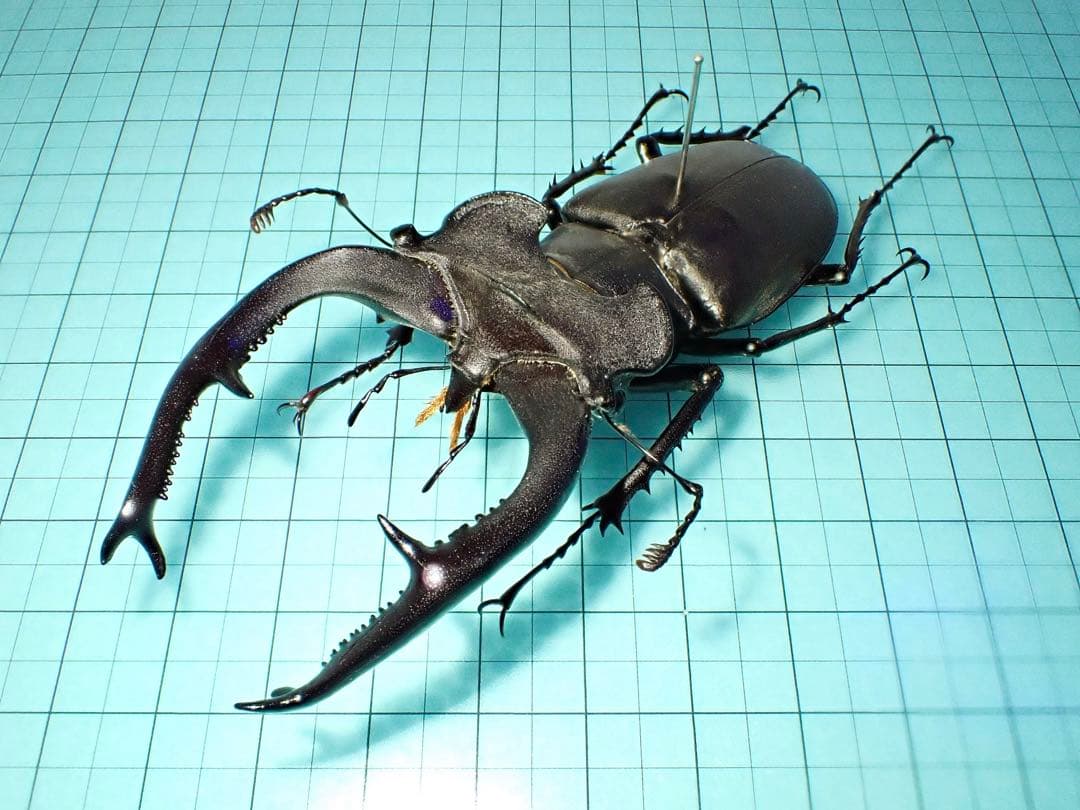 【標本】ユダイクスミヤマクワガタ　トルコ産　91.8ミリ　飼育品