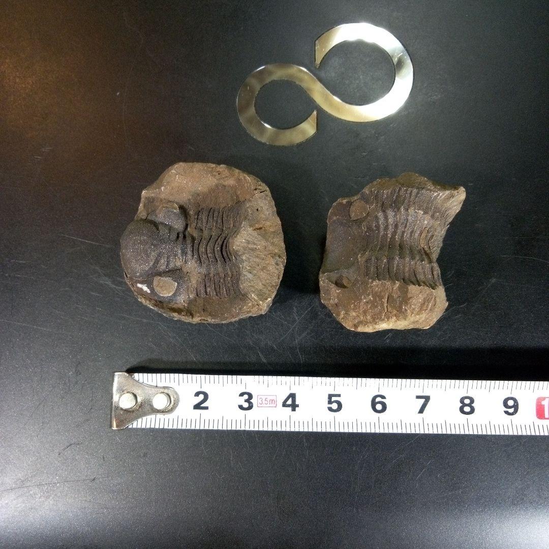 三葉虫　化石　fossil　ボリビア産　trilobite　ノジュール管理④