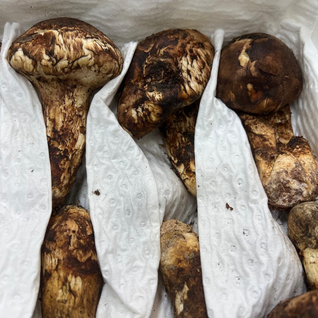 超新鮮な中国産松茸 つぼみ 27本入り　約1キロ