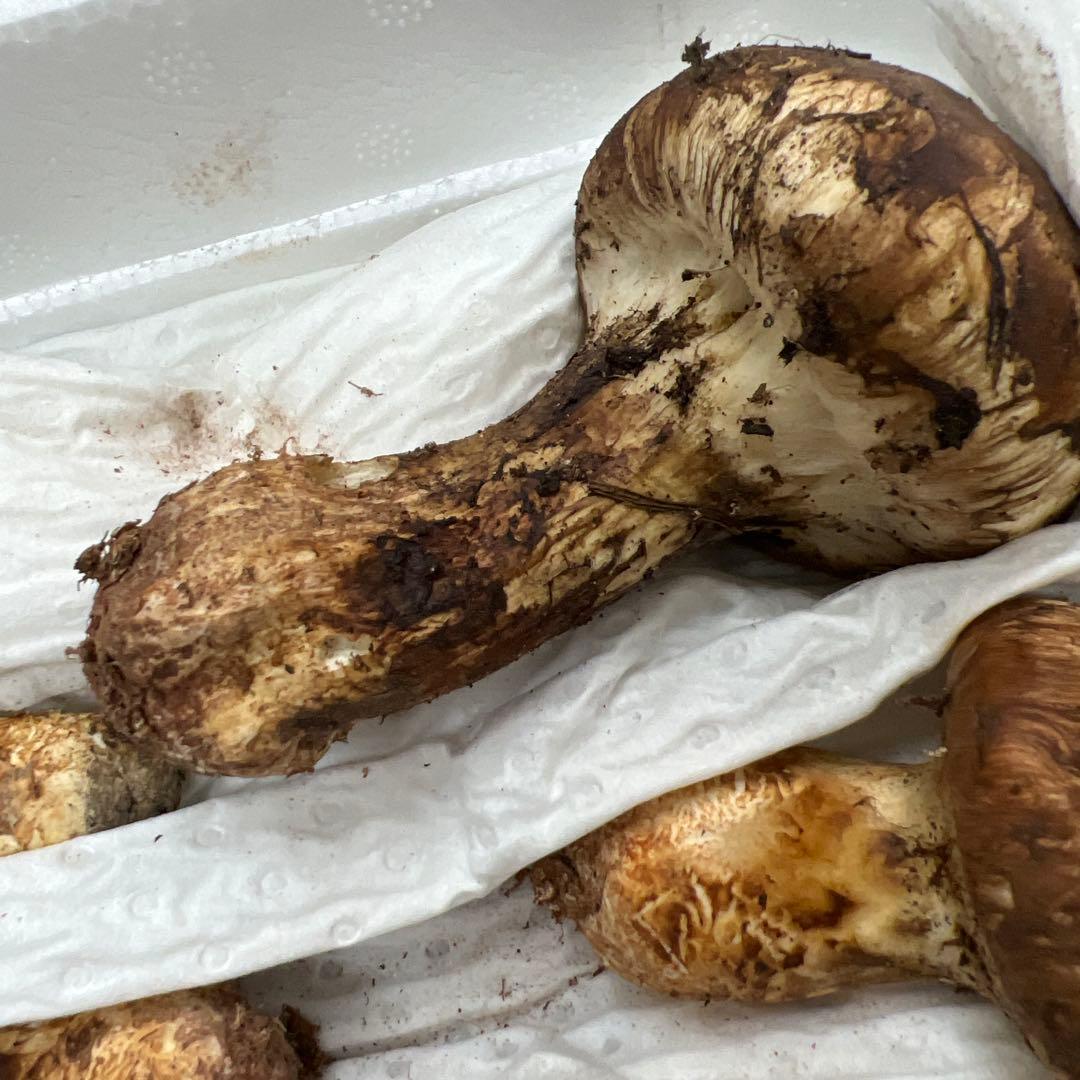 超新鮮な中国産松茸 つぼみ 27本入り　約1キロ