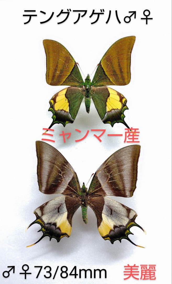 週末価格‼️テングアゲハ♂♀標本ミャンマー産★美麗標本♂♀ 73/84mm