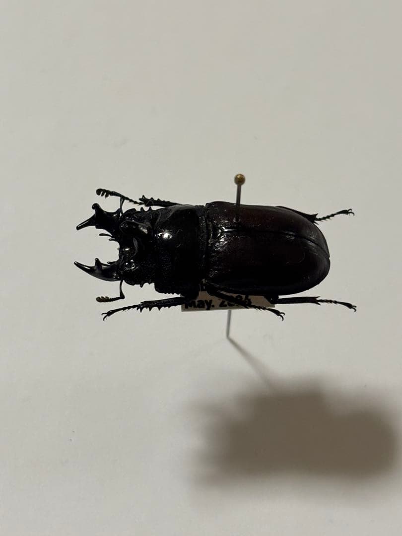 コンゴの異形クワガタ　カザリツノクワガタ標本