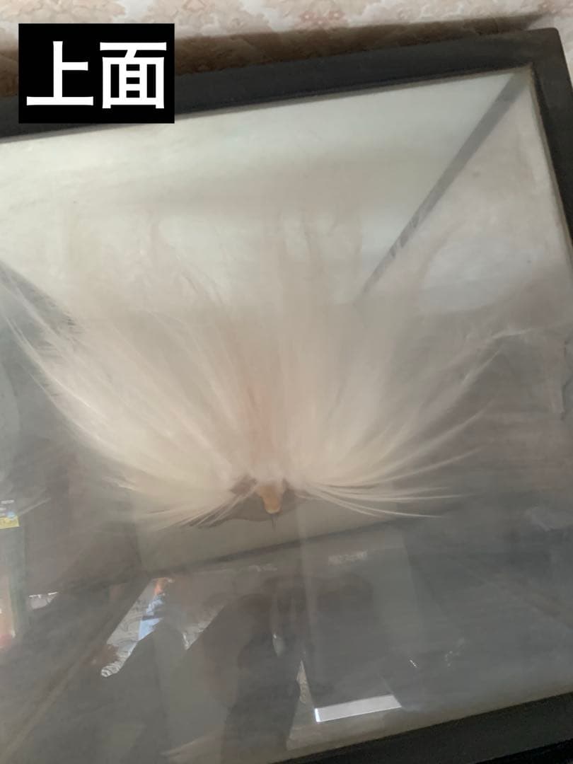 風鳥 極楽鳥 剥製 インテリア アンティーク レトロ ヴィンテージ アート