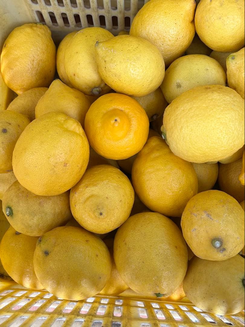 9国産瀬戸田レモン10kg前後