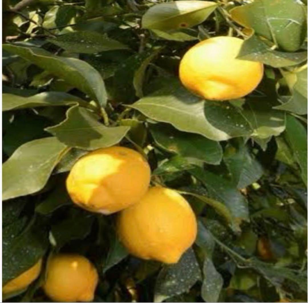 9国産瀬戸田レモン10kg前後