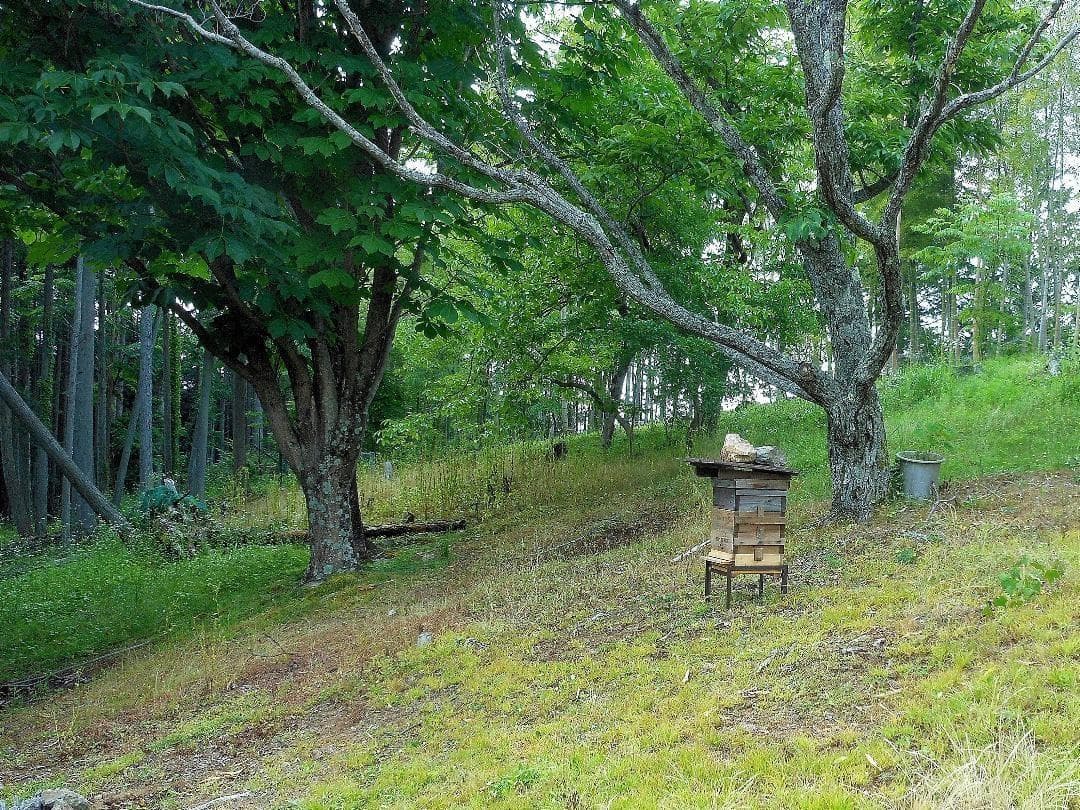 岐阜県産 日本蜜蜂の蜂蜜　純粋はちみつ 1400g (700g×2本）