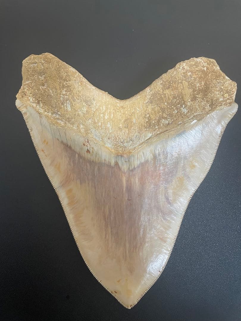 メガロドン歯化石