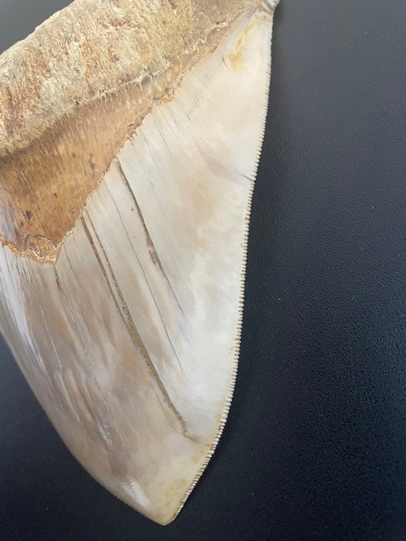 メガロドン歯化石