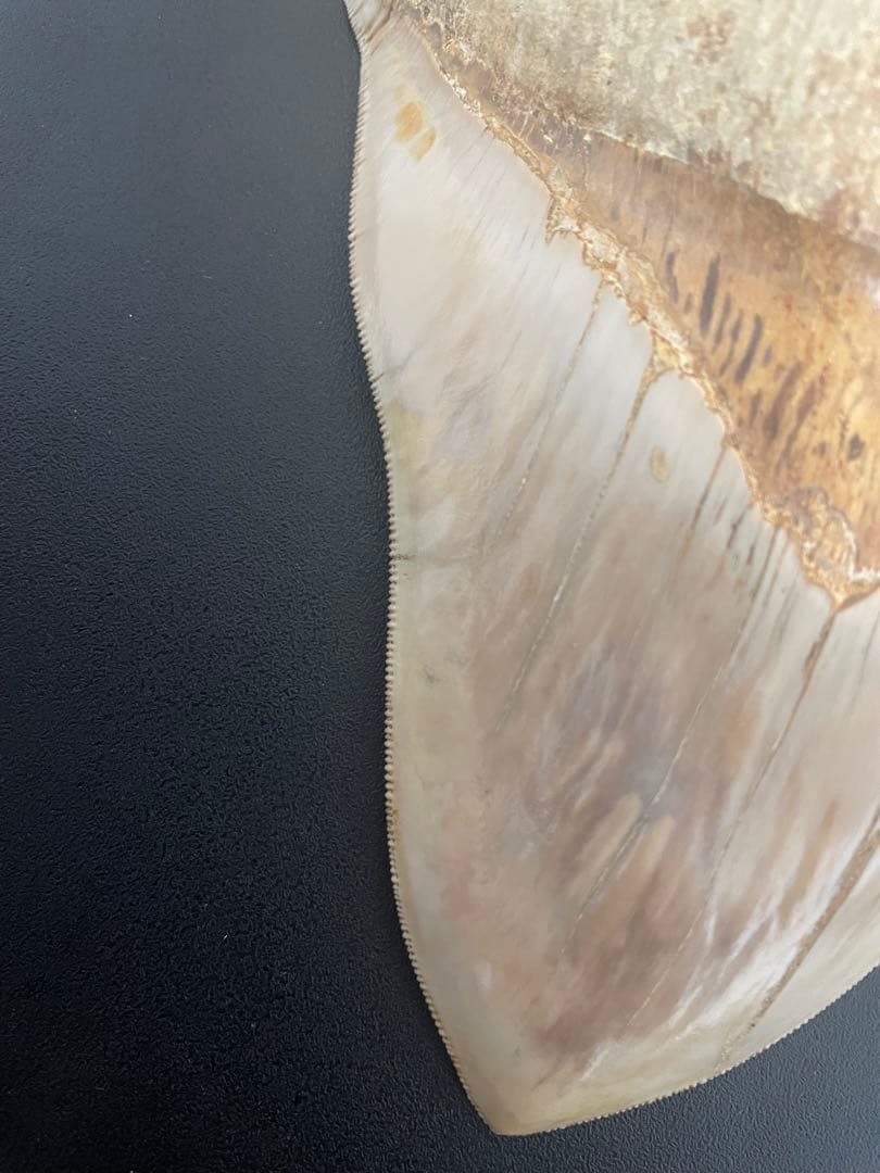 メガロドン歯化石