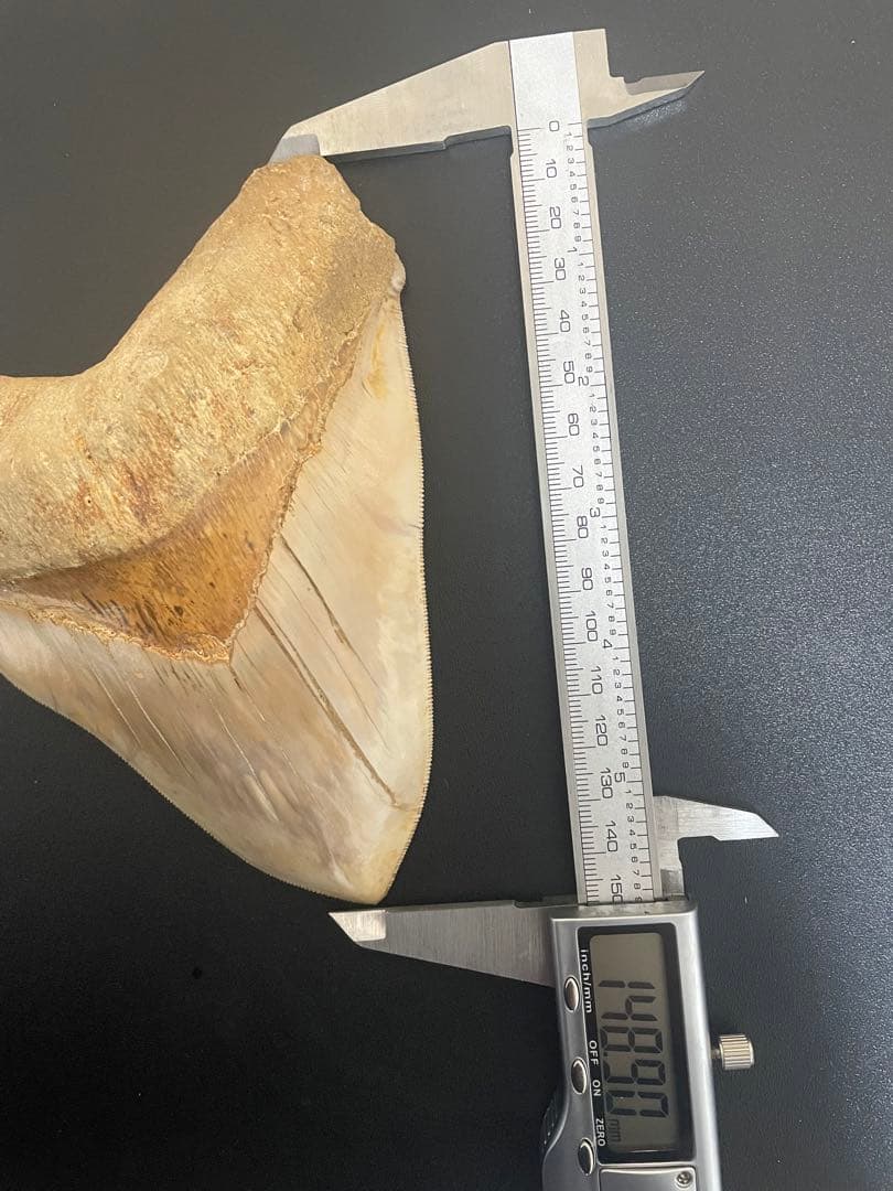 メガロドン歯化石