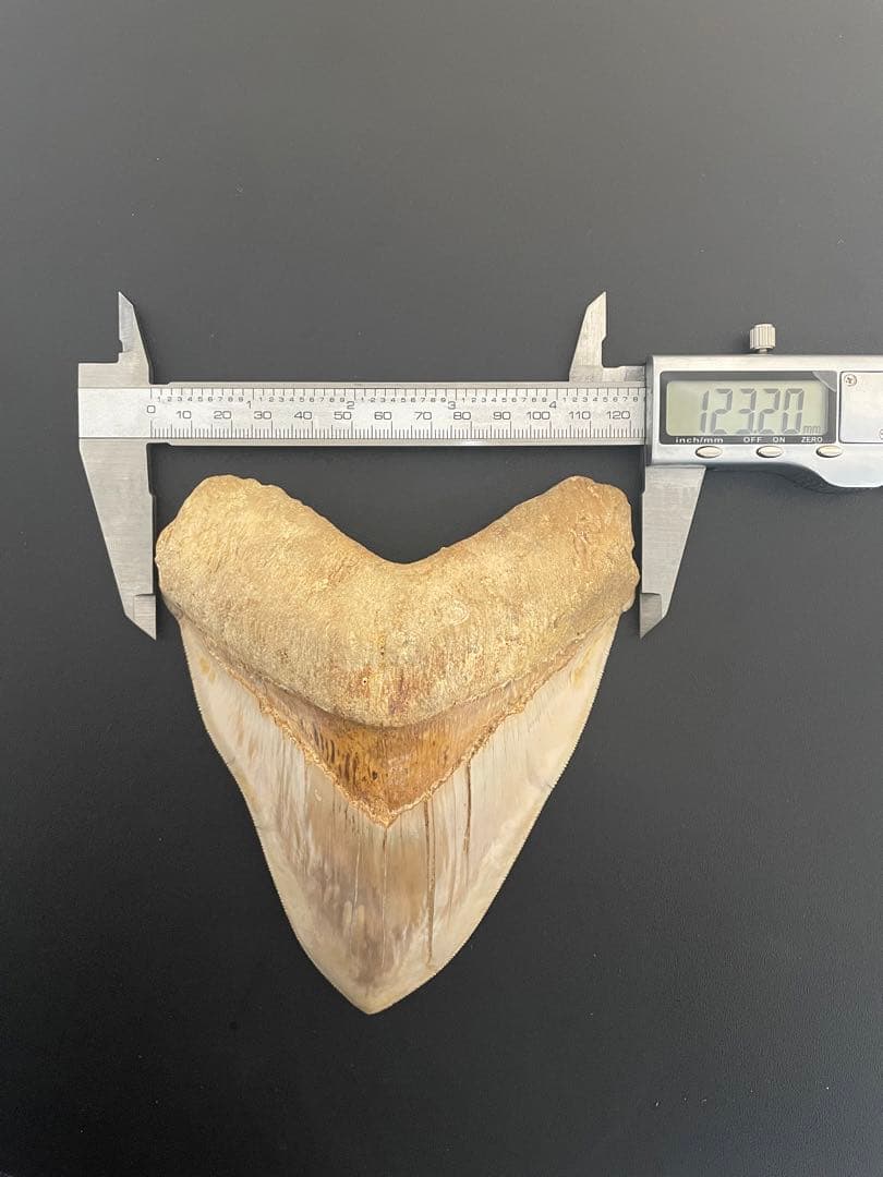 メガロドン歯化石