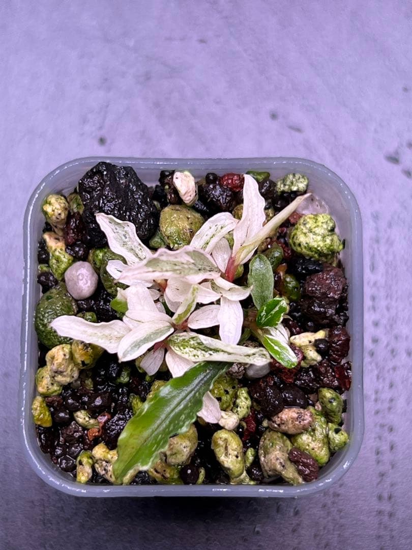 水草 Bucephalandra sp. Variegata White