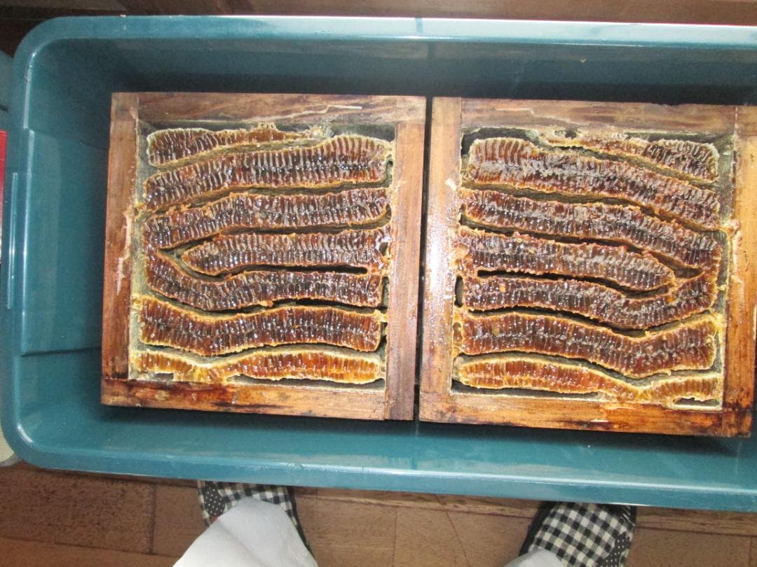 日本蜜蜂のハチミツ（蜂蜜） 2本セット大量合計で２．４kg