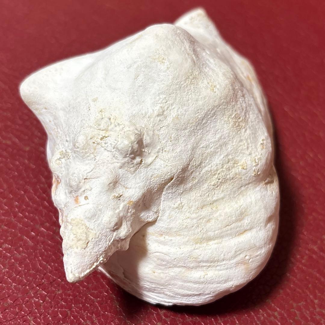 (希少)アツソデガイ　蓋付き　貝殻