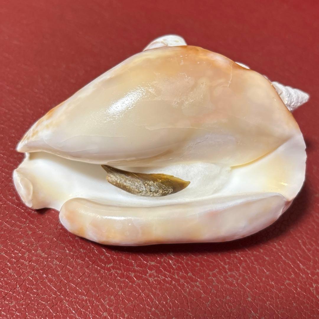 (希少)アツソデガイ　蓋付き　貝殻