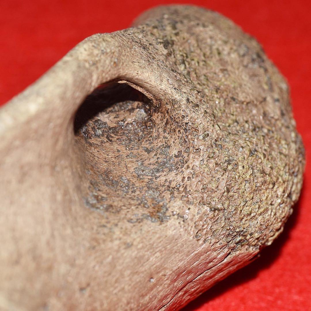 ハンガリー産 メリジオナリスゾウの環椎骨化石