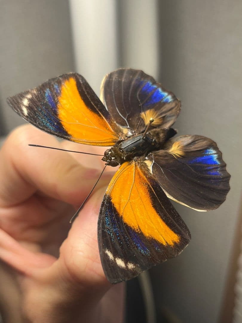 アグリアスペリクレスペリクレス♂　ペリクレスミイロタテハ 　標本