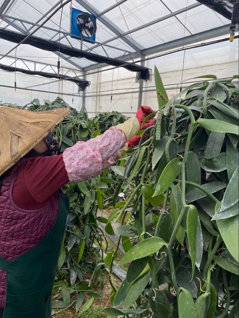 台湾産オーガニックバニラビーンズ Aグレード480gパック