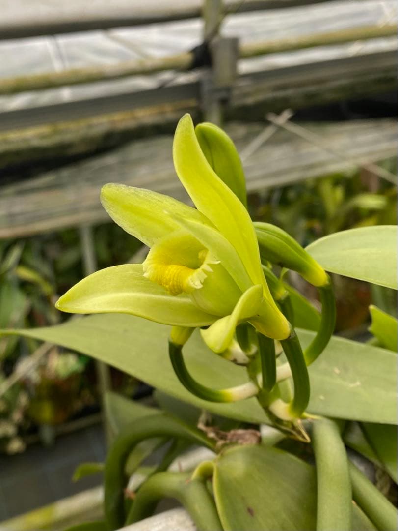 台湾産オーガニックバニラビーンズ Aグレード480gパック