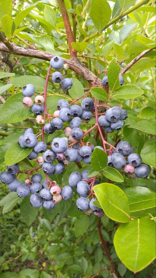 ♦[うさちゃんまま]♦[他の方はNGです。]