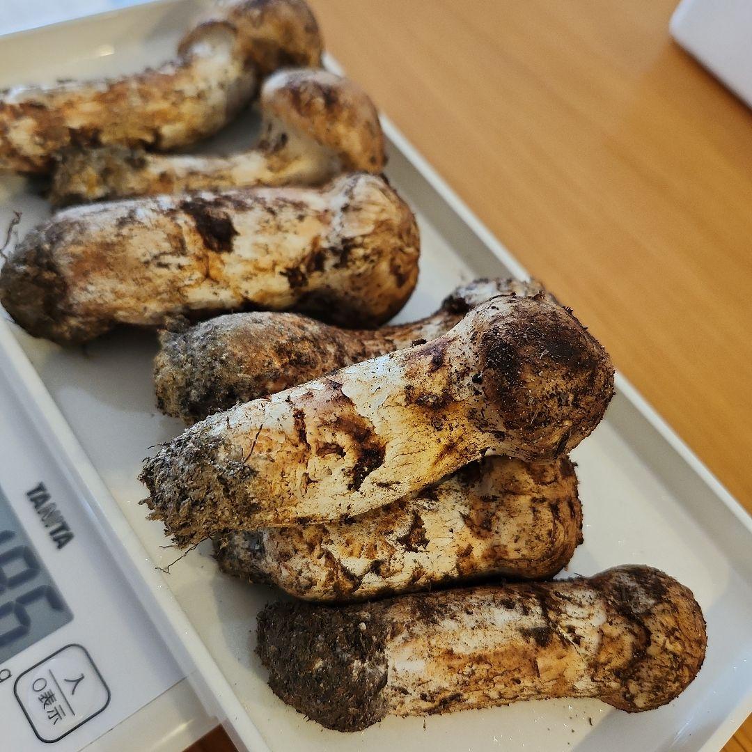 【訳あり‼️】10/17朝採れ　広島県産　松茸　196g