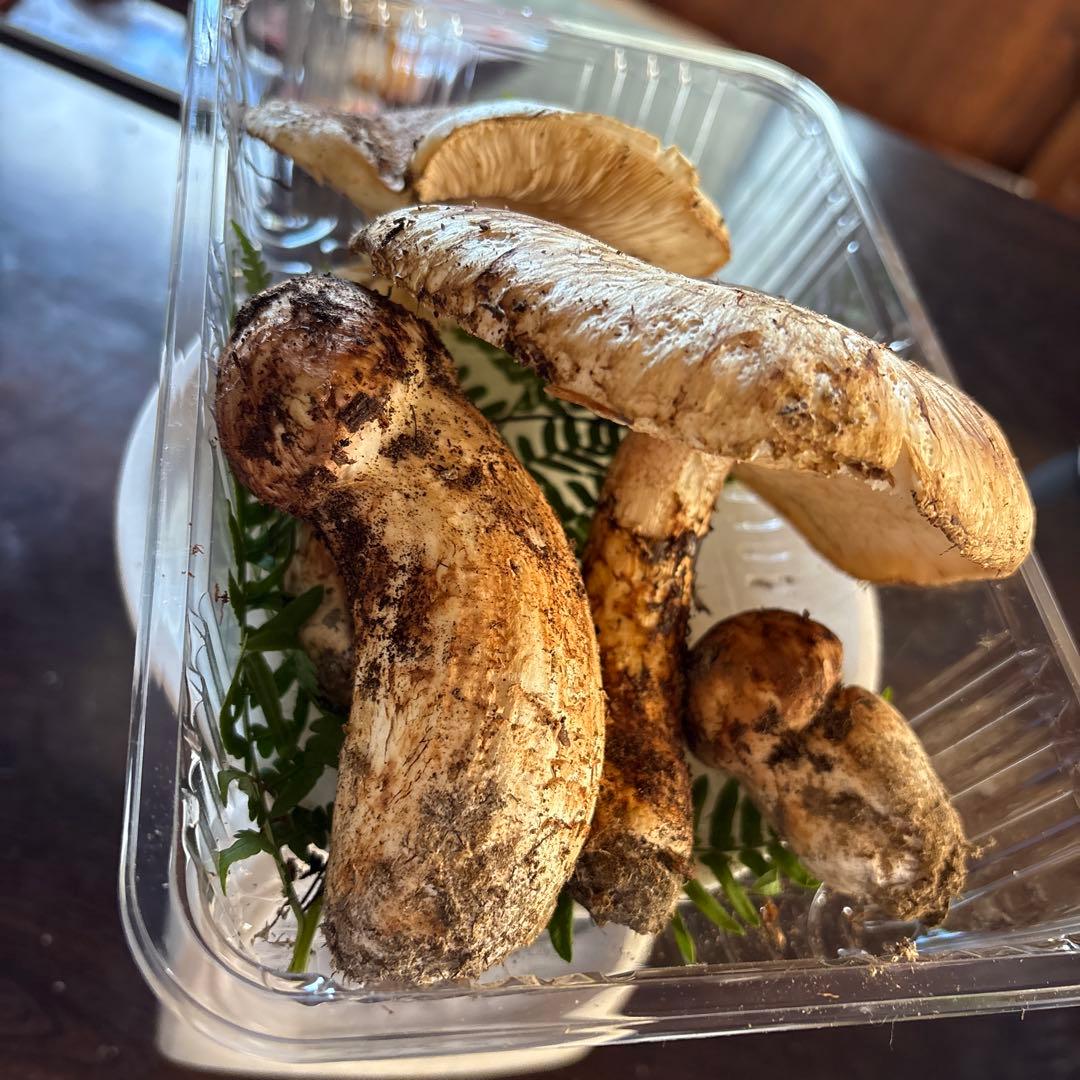 【訳あり】松茸　320g 信州長野県産