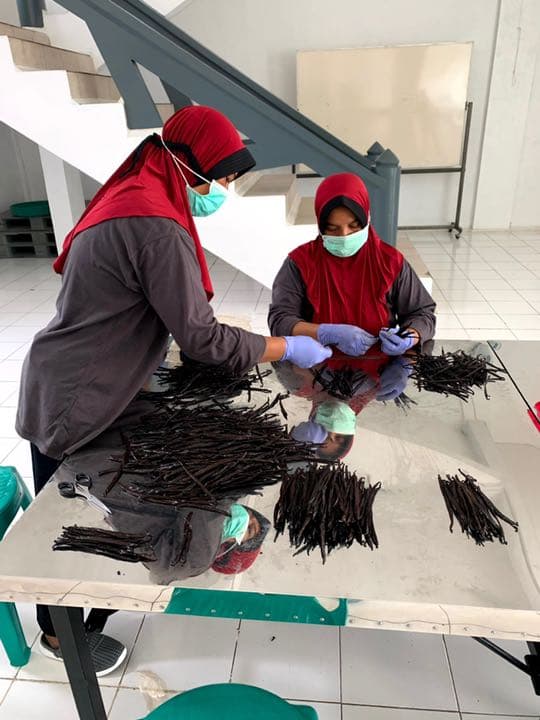 【45%OFF】バニラビーンズ 15cm以上 500g