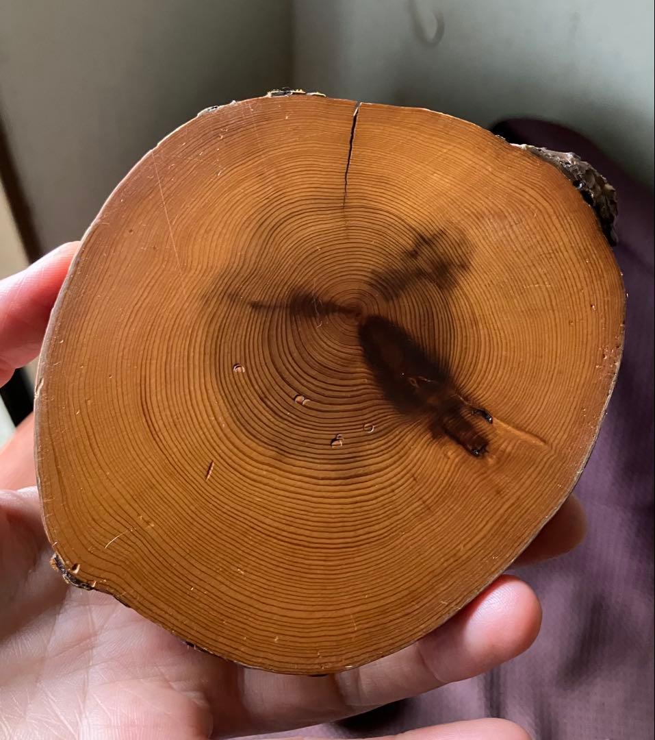 屋久杉　りんご