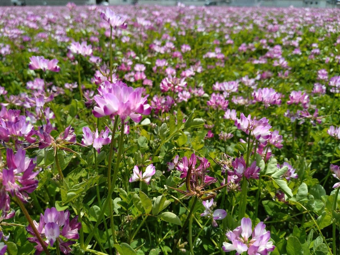 ②令和6年岡山県産　朝日米 玄米10キロ