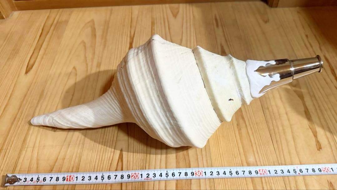 特大肉厚50㎝アラフラオオニシ法螺貝　ほら貝　ホラガイ❣️