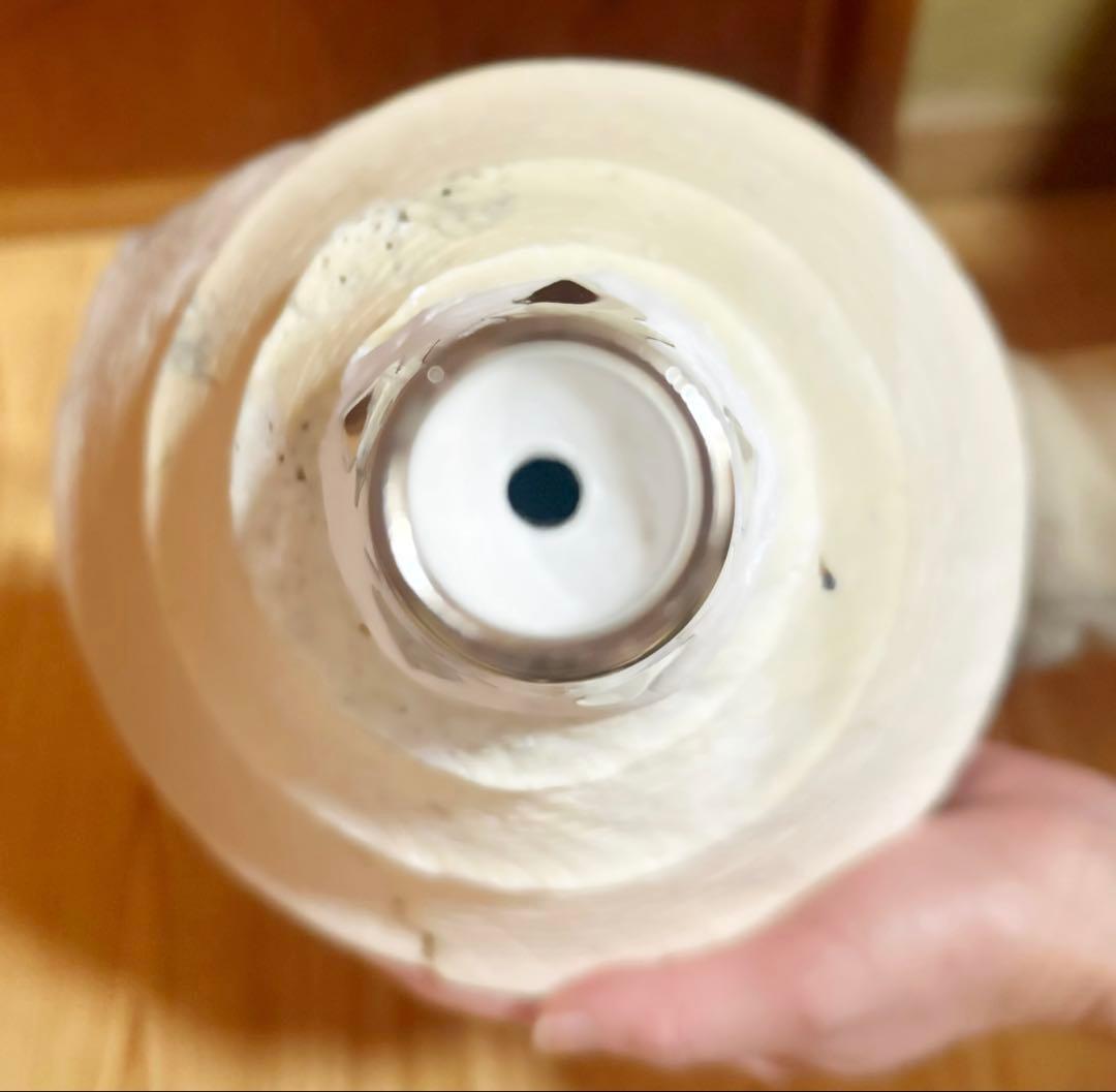 特大肉厚50㎝アラフラオオニシ法螺貝　ほら貝　ホラガイ❣️