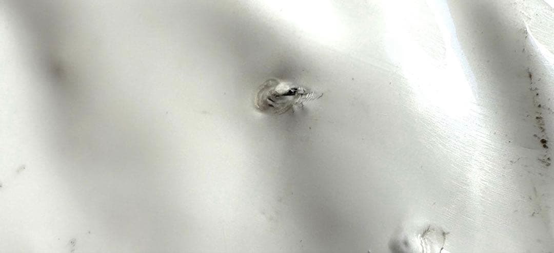 ブリーダーパック☘️アーテミス　フレッシュミックススモールブリードアダルト18Kg