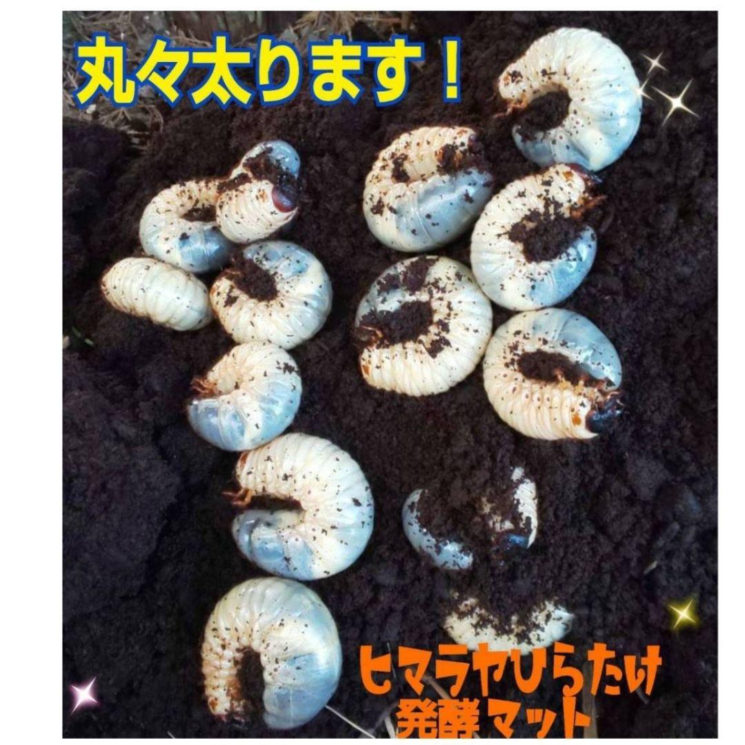 大量飼育に！良質　発酵カブトムシマット【500リットル】幼虫が丸々太る添加剤入り