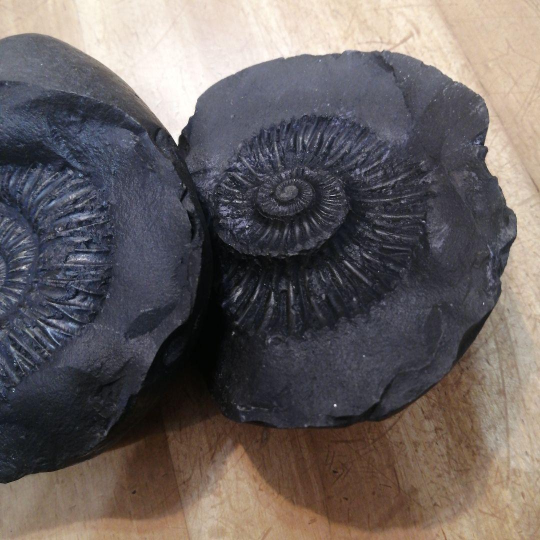 #671 黒いアンモナイト化石 上下セットネパール ヒマラヤ標高3800m