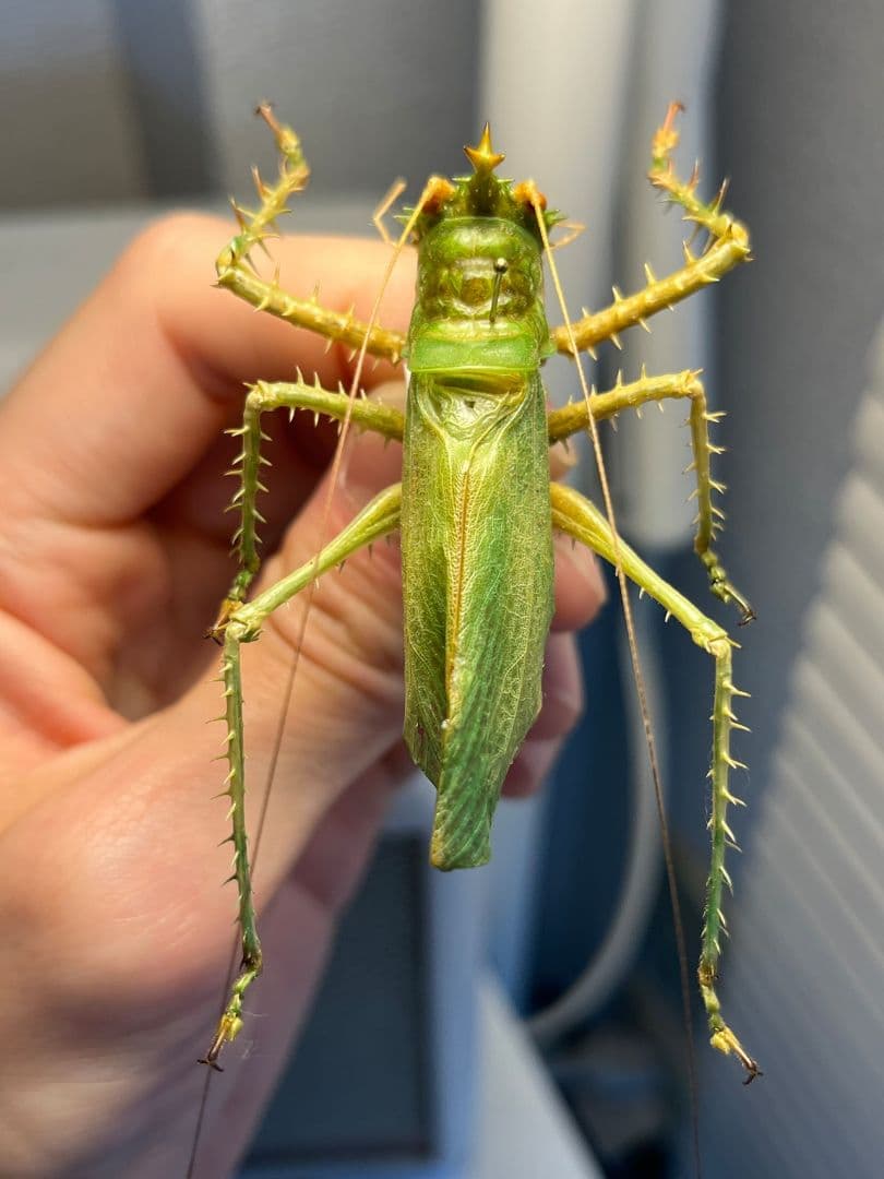 【色残抜群】トゲアクマツユムシ リオック 直翅類 カマキリ マンティス　標本
