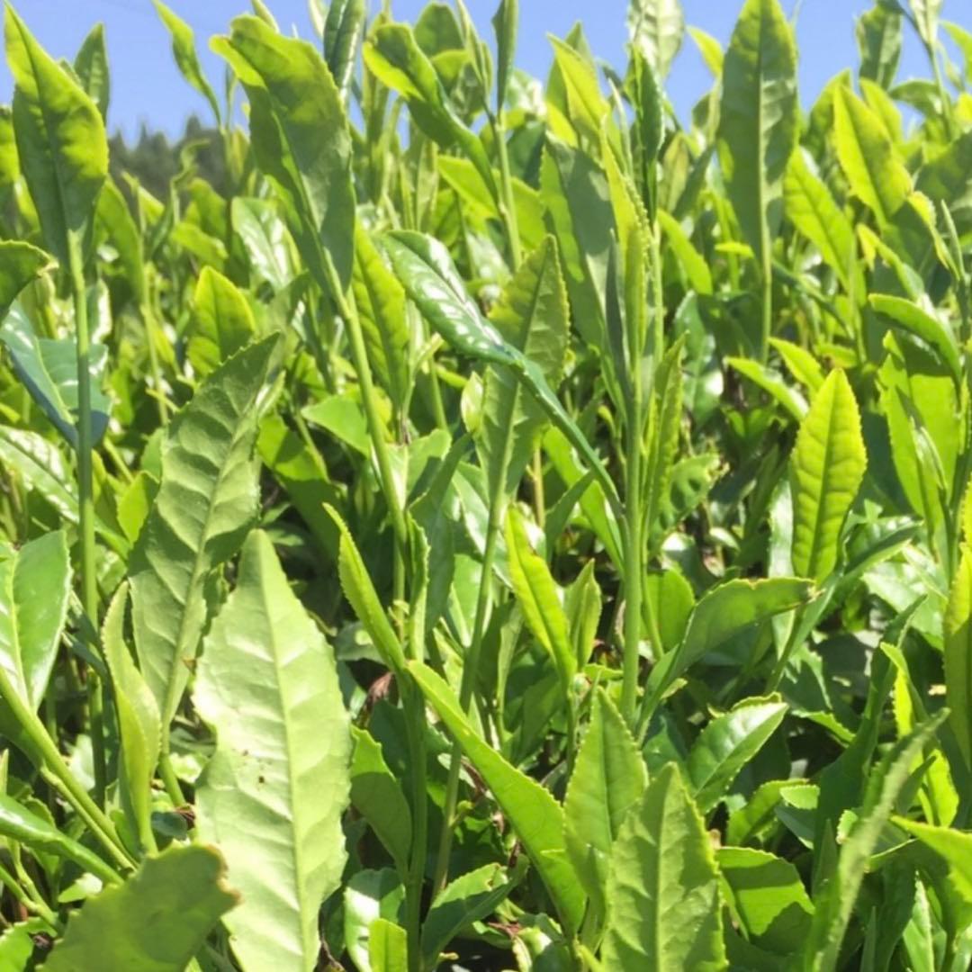 八女茶，緑茶(特上煎茶)1000円10袋 aiminaです