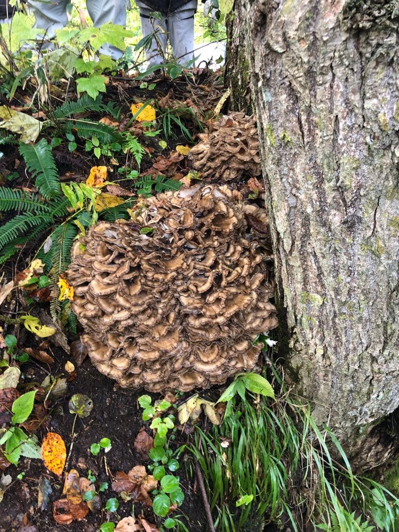 秋田県産　舞茸　マイタケ　まいたけ　本日のみ　2.8kg 10月21日