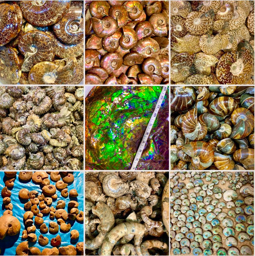 アンモナイト 化石 メキシコ産 大型 5.7kg 貴重 海外持出禁止◆入手困難