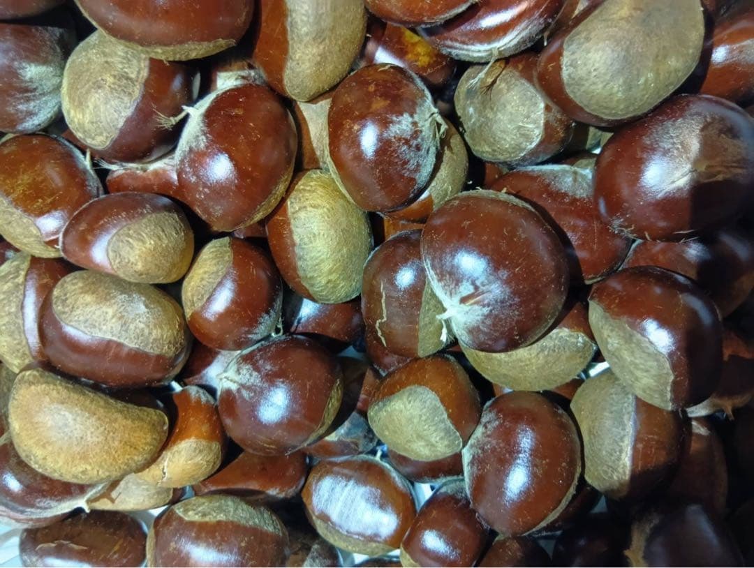 終盤！熊本県産　栗　生栗　朝採れ栗