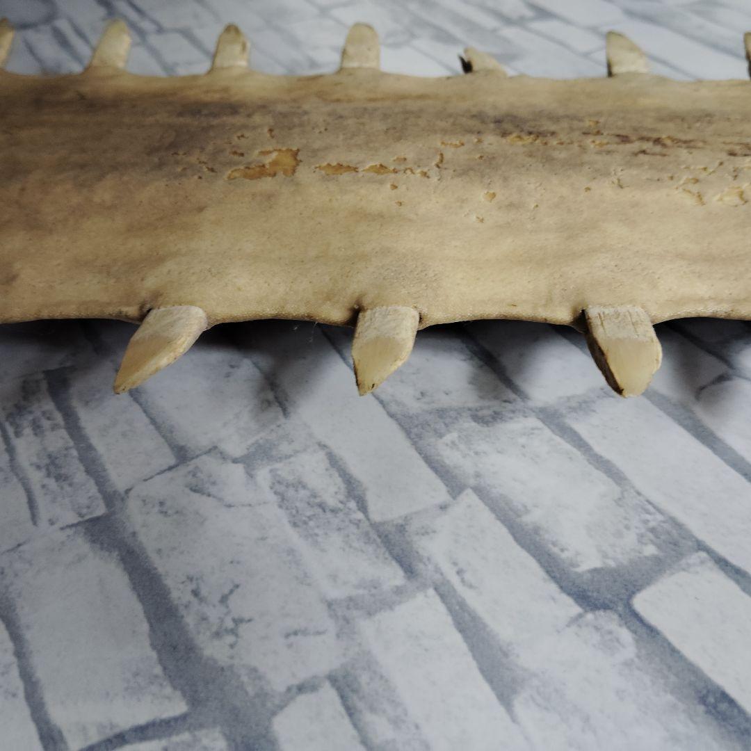 ​【超希少・特大80cm】ノコギリギス 吻 剥製 ブラジル ノコギリザメ 天然物