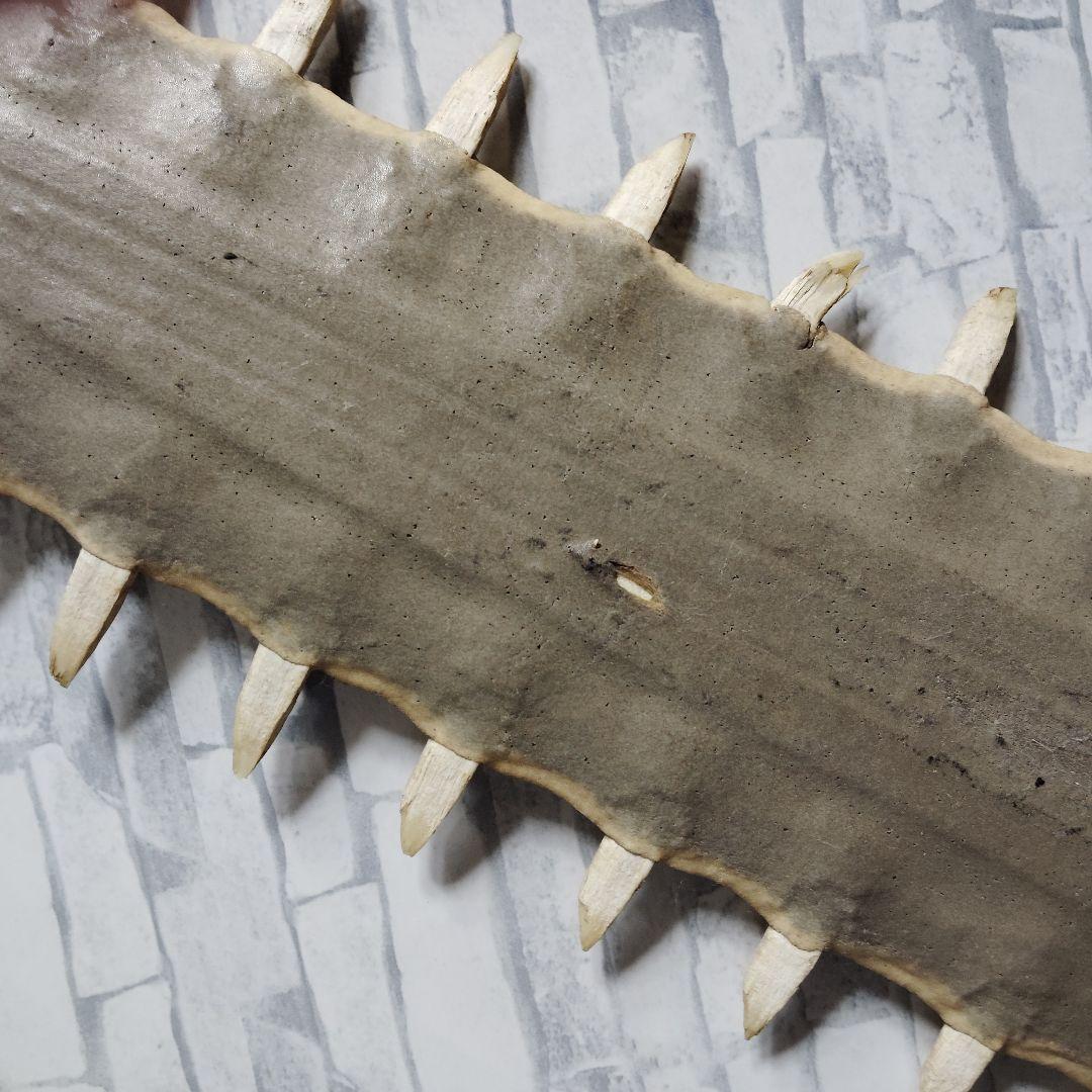 ​【超希少・特大80cm】ノコギリギス 吻 剥製 ブラジル ノコギリザメ 天然物