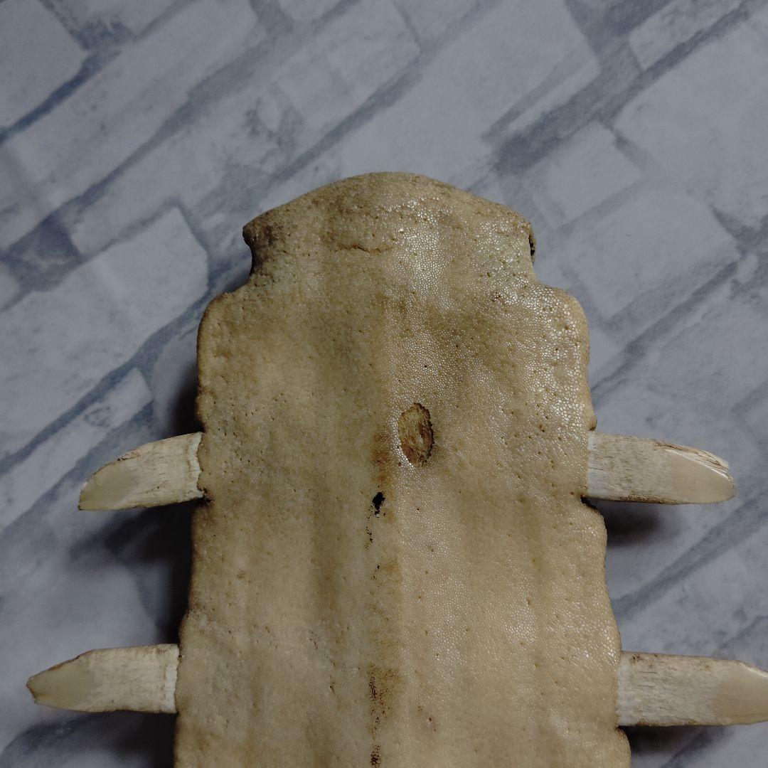 ​【超希少・特大80cm】ノコギリギス 吻 剥製 ブラジル ノコギリザメ 天然物